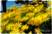 Spring flowers
