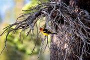 Male Saffron Finch in the Sierra