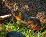 Curious marmot