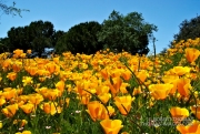 Spring poppies in bloom