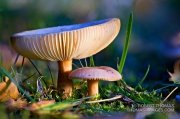 Mystical mushrooms