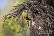 Male Saffron Finch