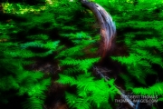 Lush ferns in the forest