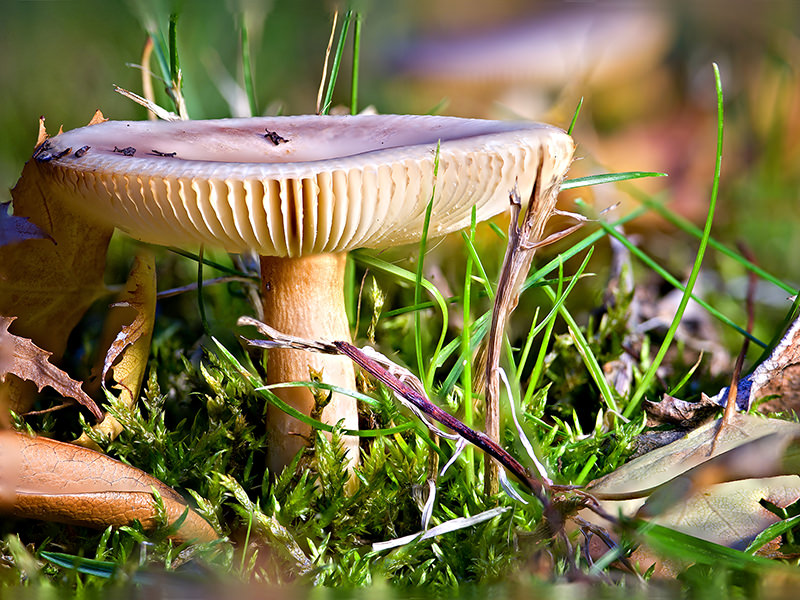 DOF with Multiple Images - Magical Mushroom