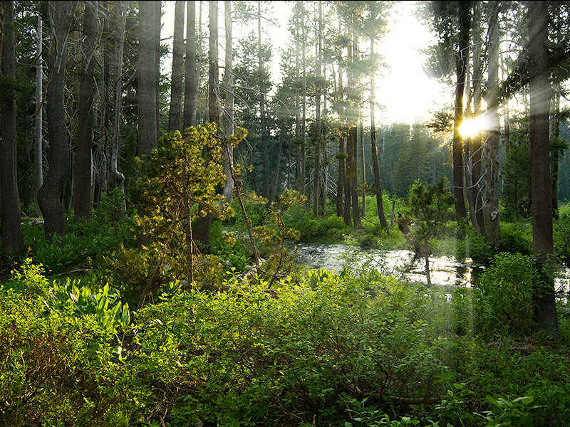 Morning sunbeams through a forest